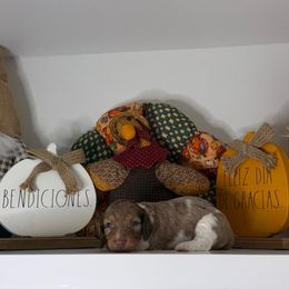 Freddy - Dapple male Dachshund puppy in Miami, Florida from Teenie Bikini Weenies