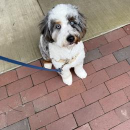 Bernedoodle puppies from Golden State Good Dogs