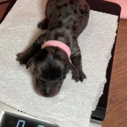 Dotty Dapple - Dapple female Dachshund puppy in Prescott, Arizona from Dachshund Family Love Breeders
