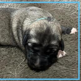 Light Blue - Fawn female Anatolian Shepherd Dog puppy in Clark, Wyoming from Fyne Acres