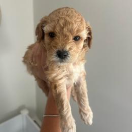 June - Apricot female Goldendoodle puppy in Feasterville, Pennsylvania from Taylor Doodles