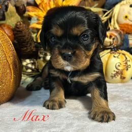 Max - Black and tan male Cavalier King Charles Spaniel puppy in Ormond Beach, Florida from Parkside Cavaliers