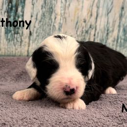Anthony - Black and white male Sheepadoodle puppy in Taber, Idaho from Son of a Poodle Sheepadoodles