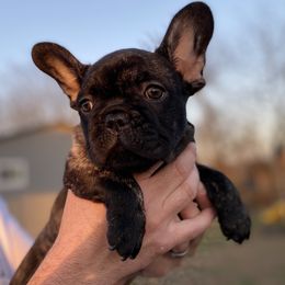 French Bulldog Puppies from Country Lace French Bulldogs