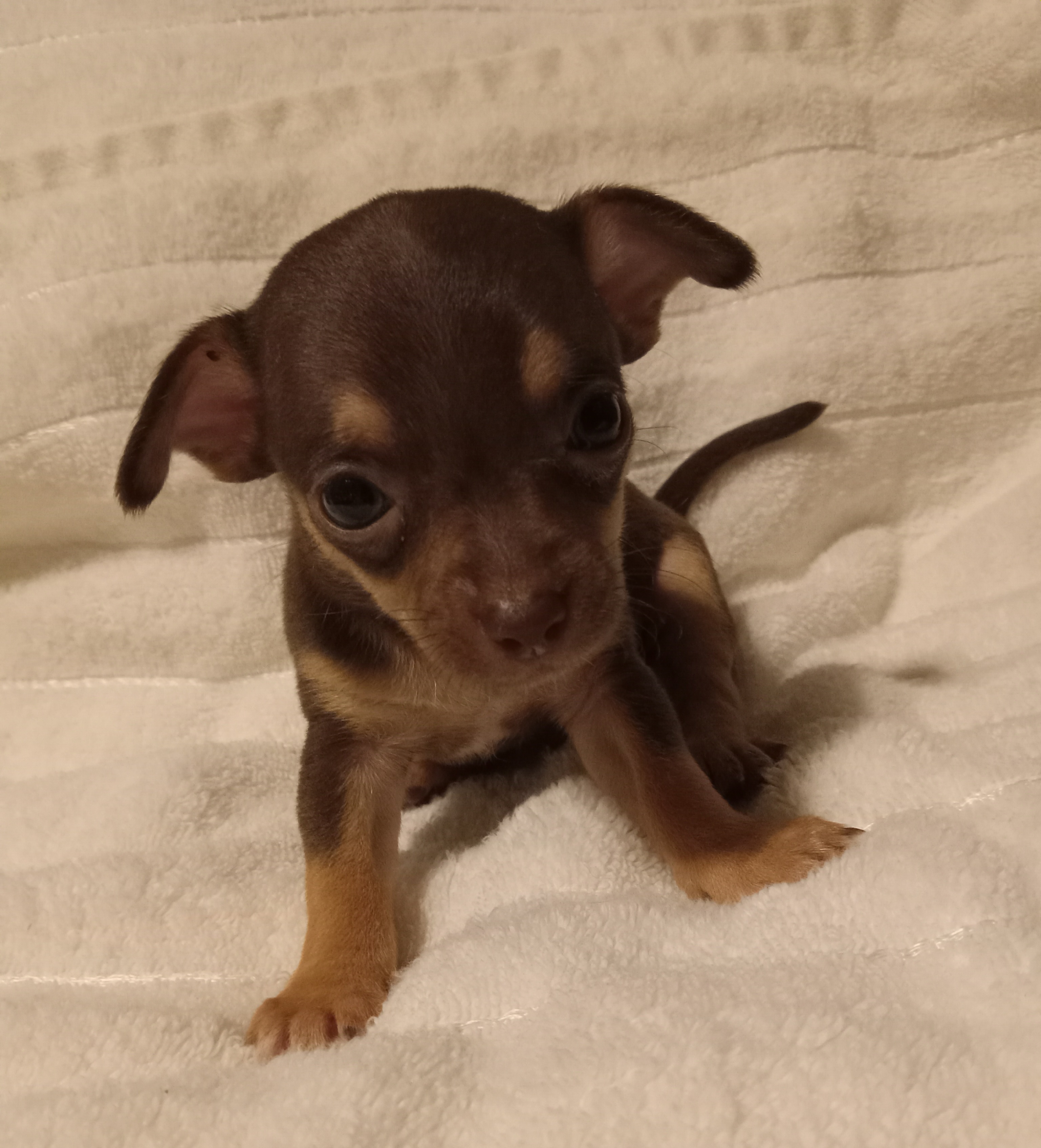 Pudding - Boy 2 - Chocolate Chihuahua puppy in Benton, Arkansas from Furever Friends