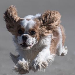 Cavalier King Charles Spaniels from Showdown Cavaliers