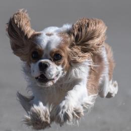 Cavalier King Charles Spaniels from Showdown Cavaliers
