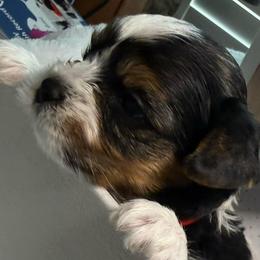 Rossie - Black tan and white female Biewer Terrier puppy in Concord, California from Puppy Boutique