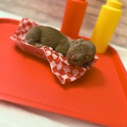 Woody - Chocolate and cream male Dachshund puppy in Alexandria, Indiana from Storybook Dachshunds