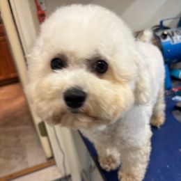 Bunny - Bichon Frise