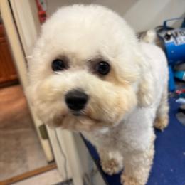 Bunny - Bichon Frise