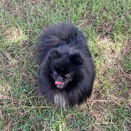 Murphy - Black male Pomeranian puppy in Lyons, Georgia from Its a Poms Life Kennel