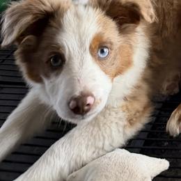 Penny - Red merle female Miniature Australian Shepherd puppy in Cedar Creek, Texas from Rowdy Ranch Tx