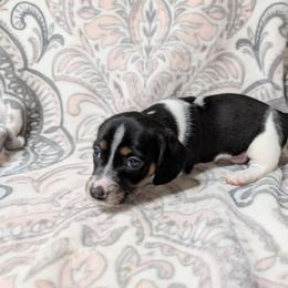 Boy 5462 - Black and tan male Dachshund puppy in Spring Hope, North Carolina from Hogan’s Lowrider Hounds