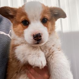 Pembroke Welsh Corgi Puppies from Shells’ Corgis