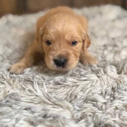 2nd pick females - Golden female Golden Retriever puppy in Colville, Washington from Columbia Ridge Goldens
