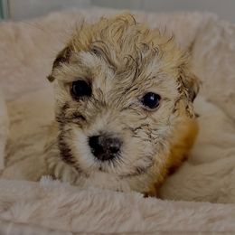 Morkie Puppies from Smart Farms