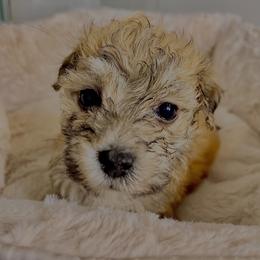 Morkie Puppies from Smart Farms