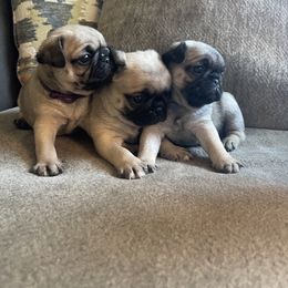Pug Puppies from Redbay Pugs