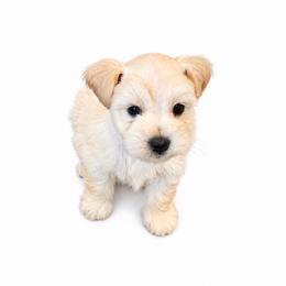 Twilight - Wheaten female Miniature Schnauzer puppy in Daisetta, Texas from Winfree’s Schnauzers