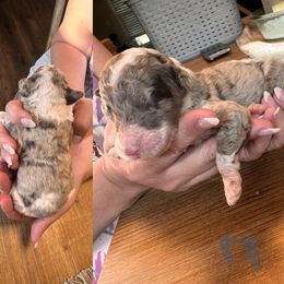 Boy 1 - Red merle male Aussiedoodle puppy in Florida from Doodles & Danes