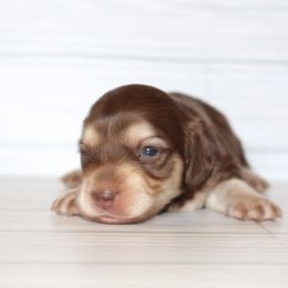 Puppy 2- chocolate - Chocolate and cream female Dachshund puppy in North Auburn, California from Northern Doxie