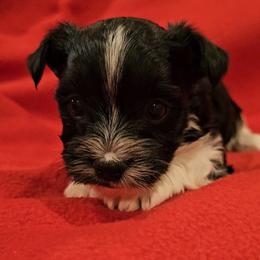 Boy 1 - Black tan and white male Biewer Terrier puppy in Dayton, Ohio from BiewerHeart Yorkies