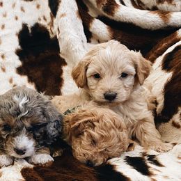 Aussiedoodles and Pembroke Welsh Corgis from Pulham Puppies