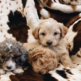 Aussiedoodles and Pembroke Welsh Corgis from Pulham Puppies