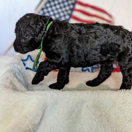 Poodle Puppies from Future Pioneers Farming