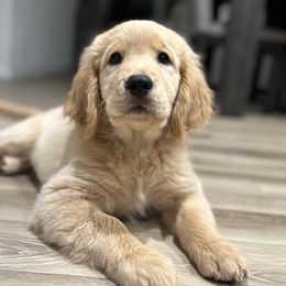 Graham - Golden Retriever puppy in Victorville, California from Martinez Goldens