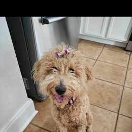 Goldendoodle All Grown Up from Dutch Doodles