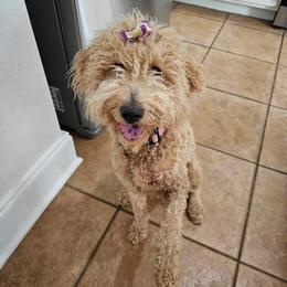 Goldendoodle All Grown Up from Dutch Doodles