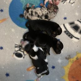 Pomeranian Puppies from Yates Pomeranians