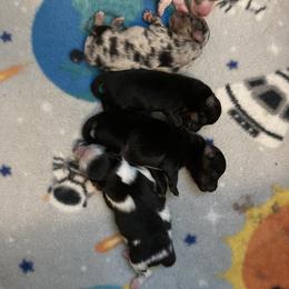 Pomeranian Puppies from Yates Pomeranians