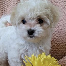Maltipoos from Bundle of Joy Maltipoo