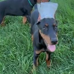 Onyx - Black and rust female Doberman Pinscher puppy in Centralia, Missouri from TopSpots Farm