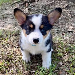 Whistler - Black and tan male Pembroke Welsh Corgi puppy in Morton, Mississippi from Crown AB Farms Pembroke Welsh Corgis