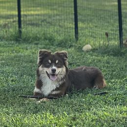 Beaux - Miniature Australian Shepherd