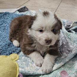 Red Tri Girl 1 - Red tri-color female Australian Shepherd puppy in Wauneta, Nebraska from 4H Aussies