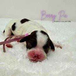 Berry Pie - Brown white and tan female Cockapoo puppy in Oologah, Oklahoma from Timber Hills Poodles and Doodles