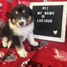 Lucious - Black white and tan male Collie puppy in Beaver, Oklahoma from Lawson’s Lassies