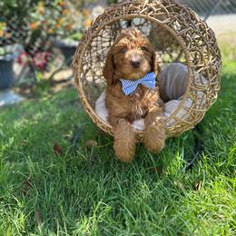 Blue collar - Red  male Goldendoodle puppy in Bakersfield, California from Cisneros Goldendoodles