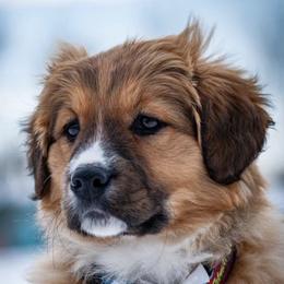 English Shepherds and Maremma Sheepdogs from Terra Vitae Farms English Shepherds / Maremma Sheepdogs