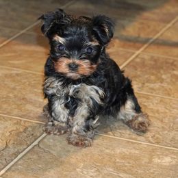 Bella - Black and tan female Yorkshire Terrier puppy in Pleasant City, Ohio from Country Yorkies