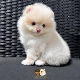 Armani - Cream male Pomeranian puppy in California from Petite Poms Of CA