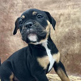 Sasha - Black and white female Olde English Bulldogge puppy in Camdenton, Missouri from Mule Pool Olde English Bulldogges