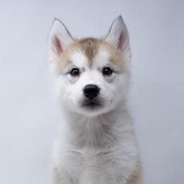 Lily - From Health Tested Parents - Vet Checked - Gray and white female Siberian Husky puppy in Santa Monica, California from Limitless Huskies