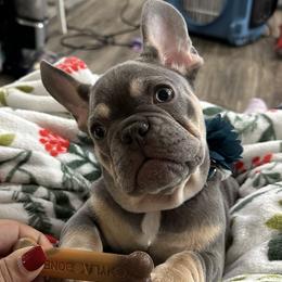 Cavalier King Charles Spaniel and French Bulldog Puppies from Roy-alty Cavaliers