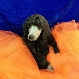 Poodle Puppies from Illini Spirit Standard Poodles